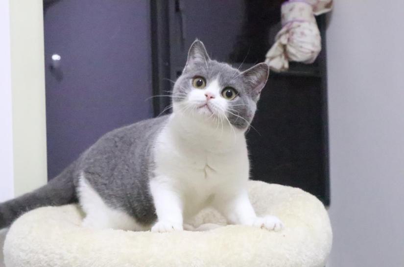 英短蓝猫如何看品种纯不纯,英短虎斑猫怎么看纯不纯