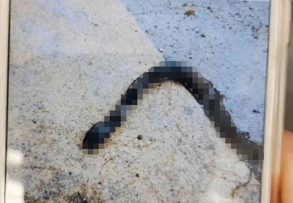 蛇真的会被锯子锯死吗,蛇真的能自尽吗