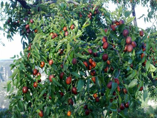 红枣苗种植方法全过程,种植红枣树要怎样管理