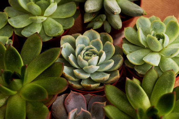 好养又漂亮的多肉品种,九尾狐多肉用大盆养好还是小盆好