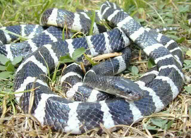 罕见毒蛇双头蛇,中国境内毒蛇双头蛇