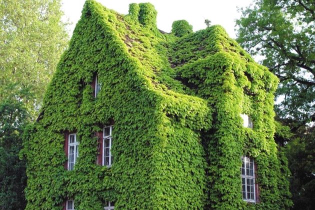 这种植物生命力太强，一般人不敢随便养！