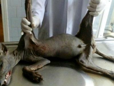 现实中拍摄到的翼龙,一百年前翼龙照片