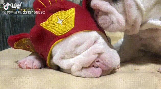 英牛分娩,英牛怀孕40天什么样