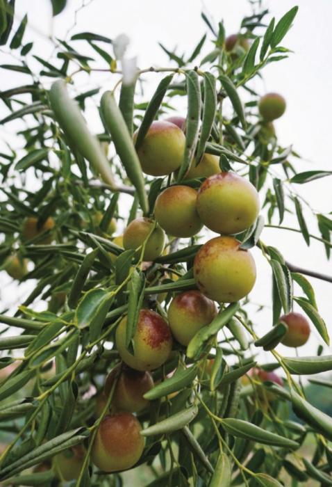 缇庨缇庡埢寤跺畨,缇庨缇庡埢灞辫タ