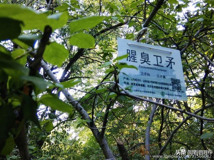 山西农大美丽的校园,山西农大校园风光