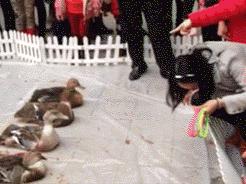 鸭子烂嘴是什么病,鸭子烂嘴巴什么原因