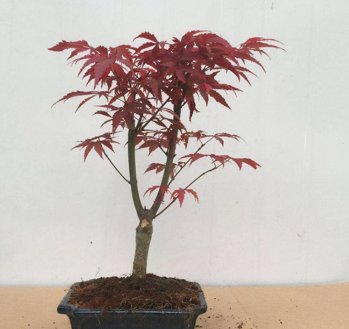 红枫如何提高观赏性,红枫扦插用老枝条好还是嫩枝条好