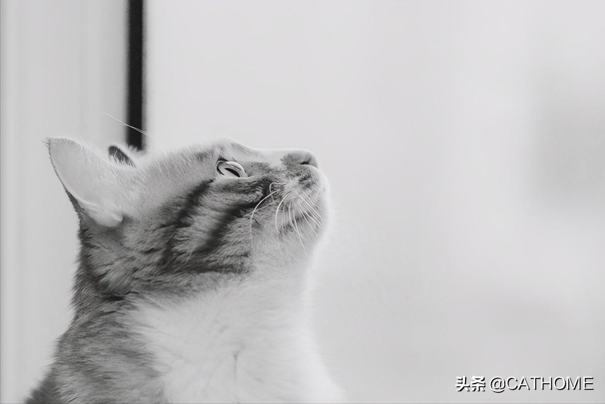 最便宜的养猫方法和注意事项,新手养猫和买猫的注意事项