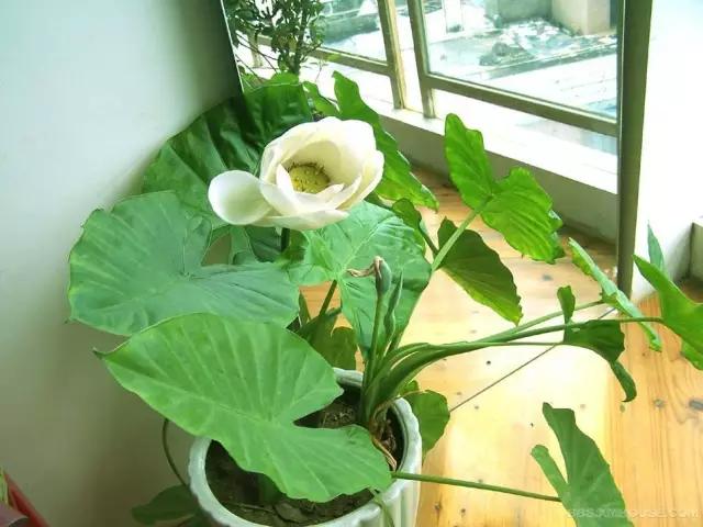 真假生活小常识,生活中常见的假常识