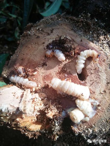 怎样防止桃树天牛危害树,桃树天牛简单防治方法