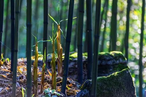 咏竹李贺,李贺咏竹诗有多少首