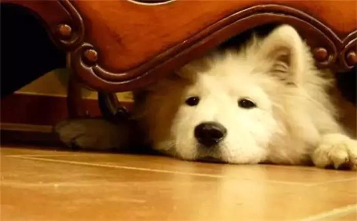 一打雷我家狗狗就焦躁不安,打雷狗狗受了惊吓怎么办