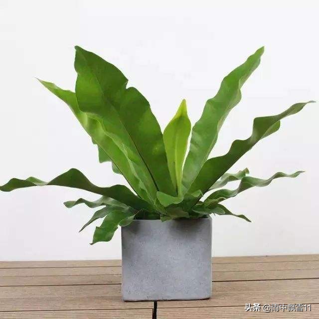 鸟巢蕨叶子焦边图片,鸟巢蕨叶子偏软