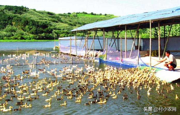 返乡创业养殖黑山羊经历,适合农村创业养殖的6个项目