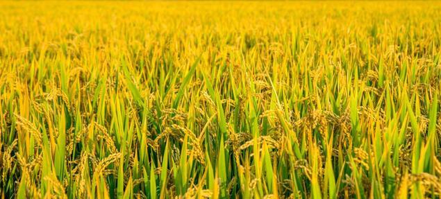 通安镇苏州,苏州通安通航水稻农场