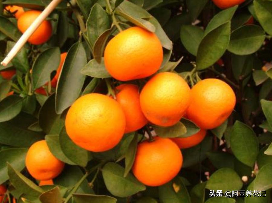 养了4年的金桔树为何不开花结果,盆栽金桔不修剪会怎么样