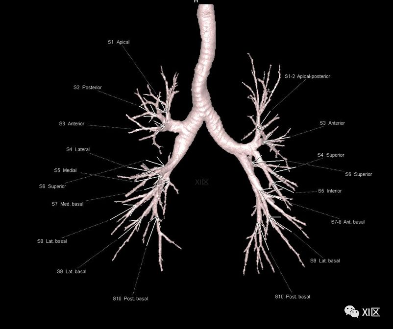 如此详细的肺部影像解剖，有点儿酷