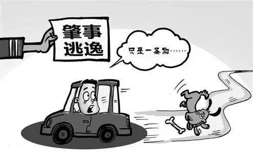 开车撞宠物狗保险赔吗,开车撞到狗没报警保险赔吗