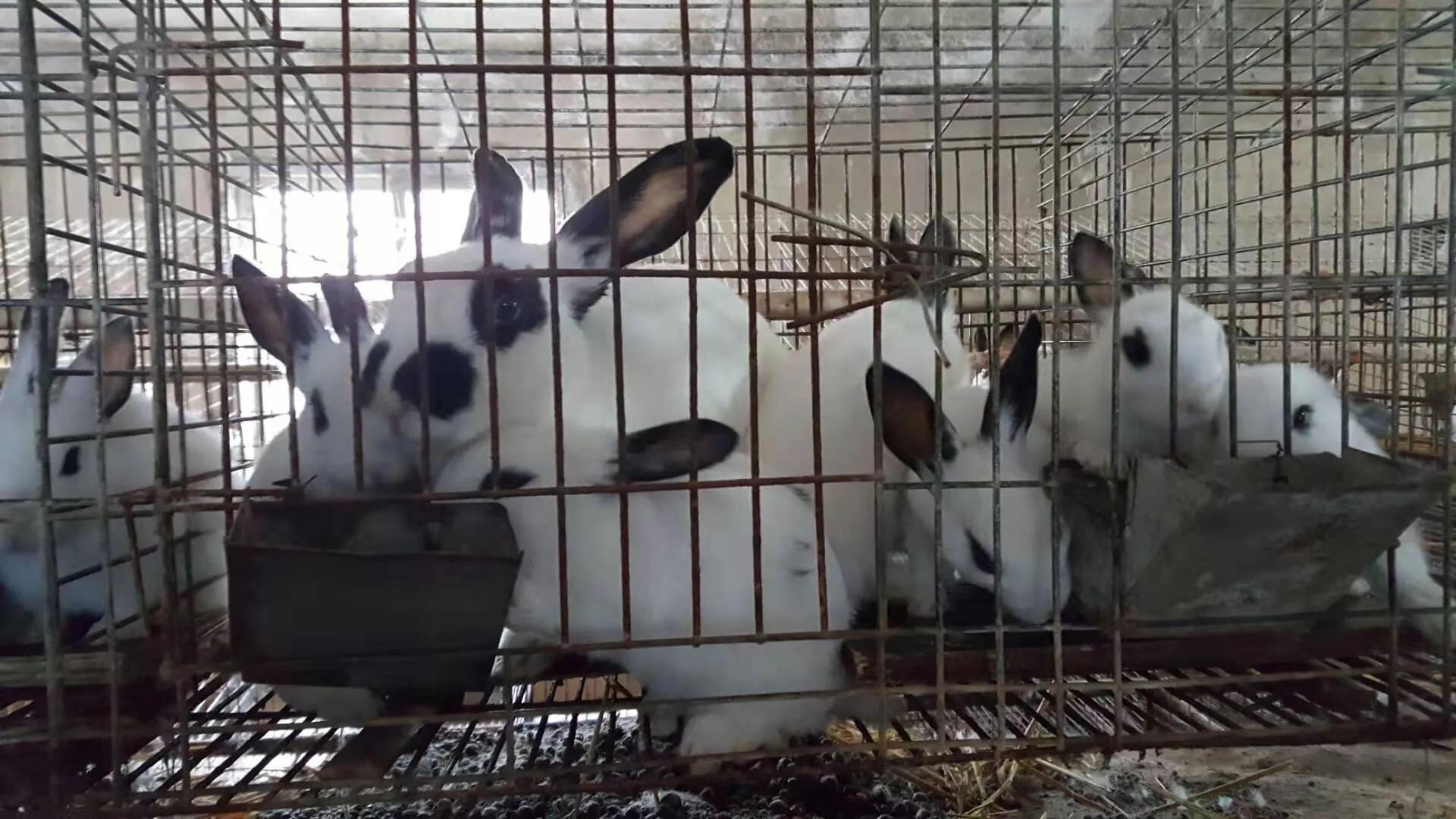 冬季兔子该怎么保暖,夏季兔子的防暑降温指南