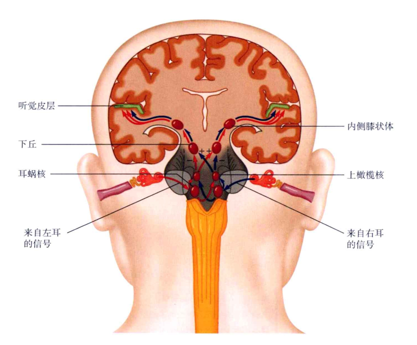 心理学的生物学基础知识,生物心理学知识书籍