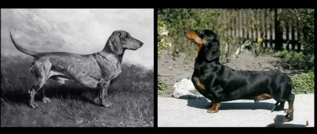 人类*亲近**不能繁殖，为什么却让狗“回交”？甚至品种越纯越好？