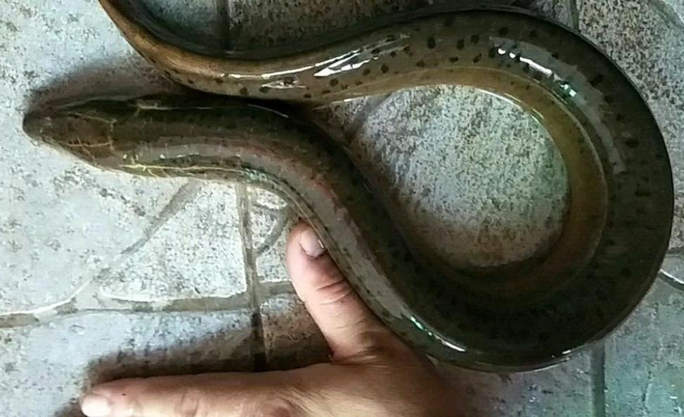 水沟钓巨型黄鳝,河沟钓鳝鱼