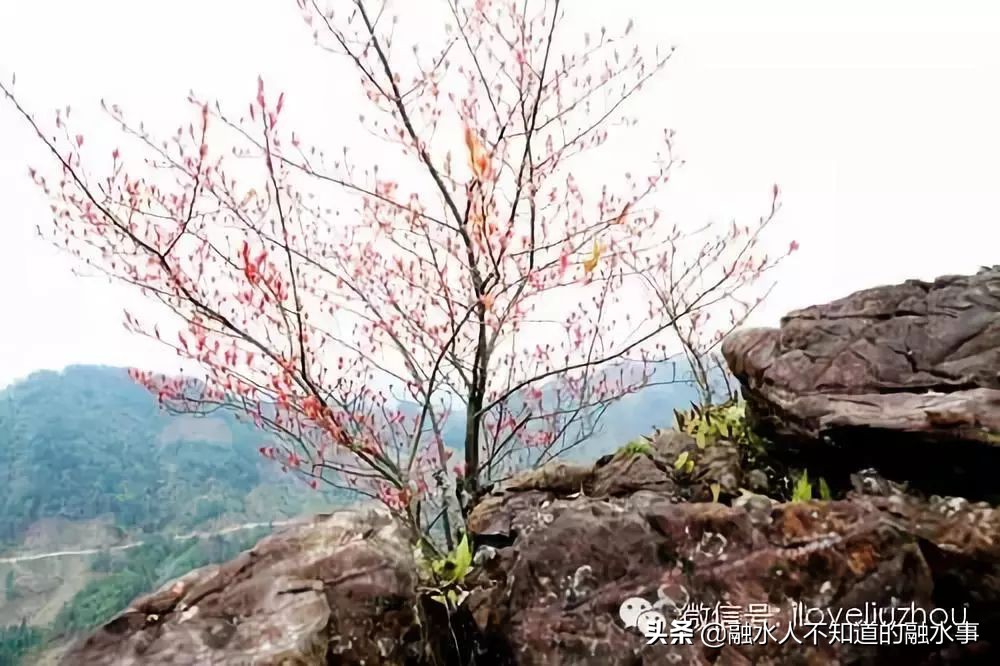 融水千亩桃花竞相盛开,融水2020桃花赏花时间表