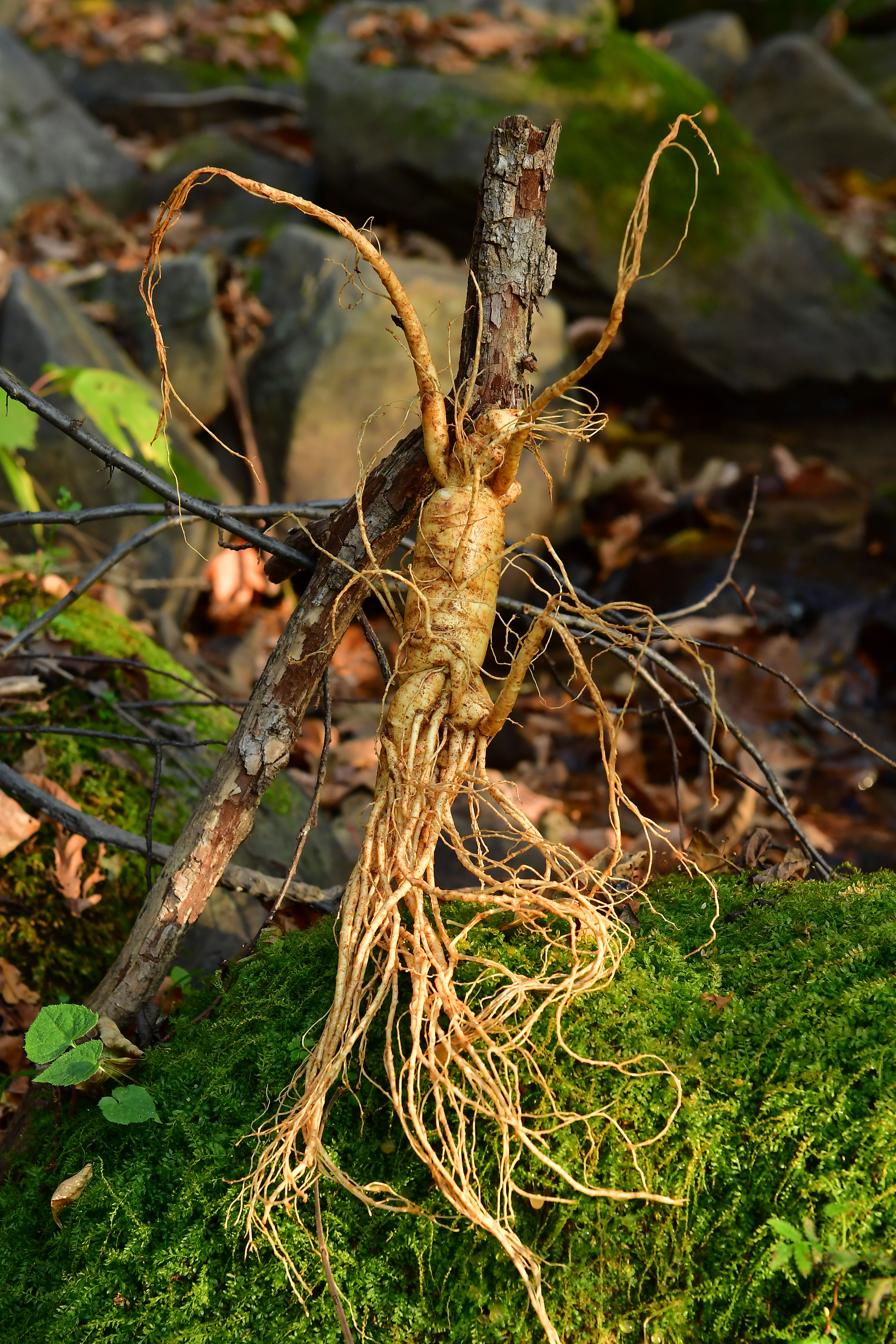 人参到底有多贵,人参真的很贵吗