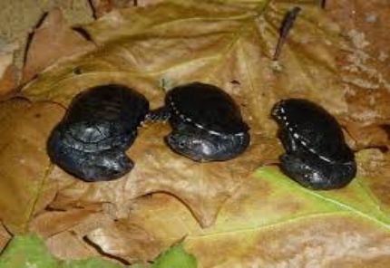 刺颈龟属图片,刺颈龟是保育品种吗