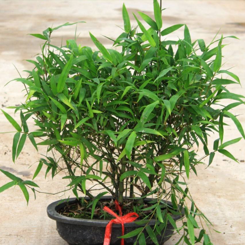 竹子根怎么养才能更旺盛,造型竹子怎么养