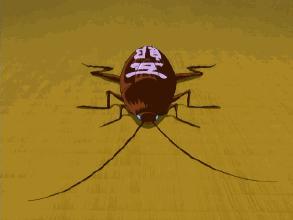 一招教你如何灭蟑螂,教你一招快速灭蟑螂