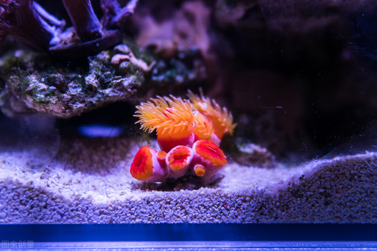 玩海水缸费钱吗,如何正确的调配海水海缸