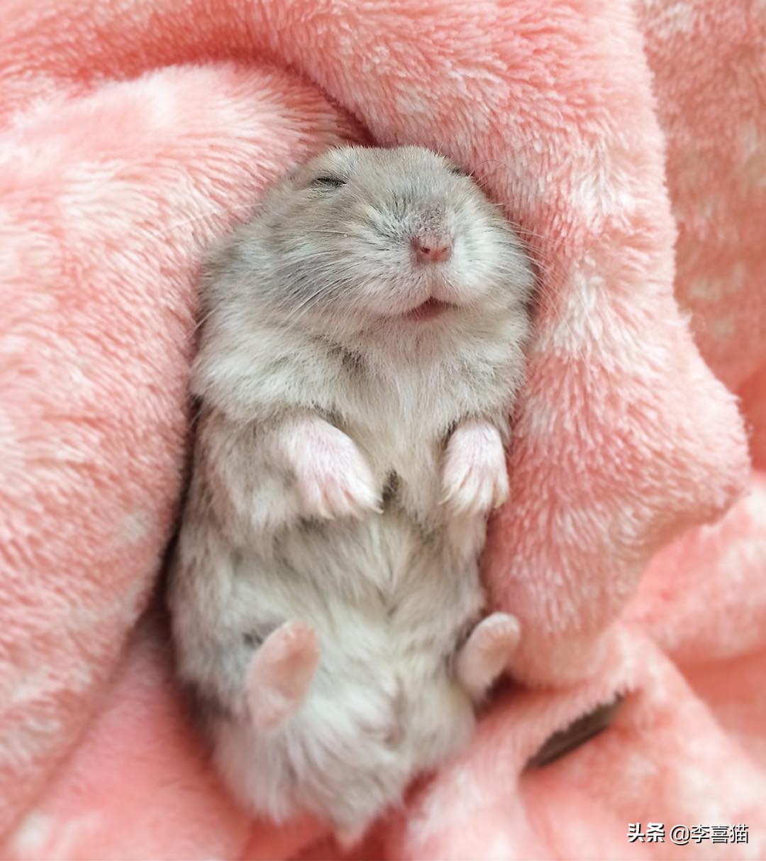 怎样养仓鼠才会让它亲近主人呢,仓鼠该怎么养才能让它听话