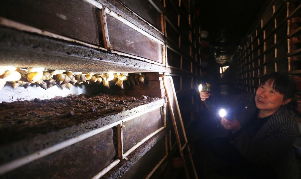 90后夫妻养蛋鸡,90后夫妻居住10平米小屋