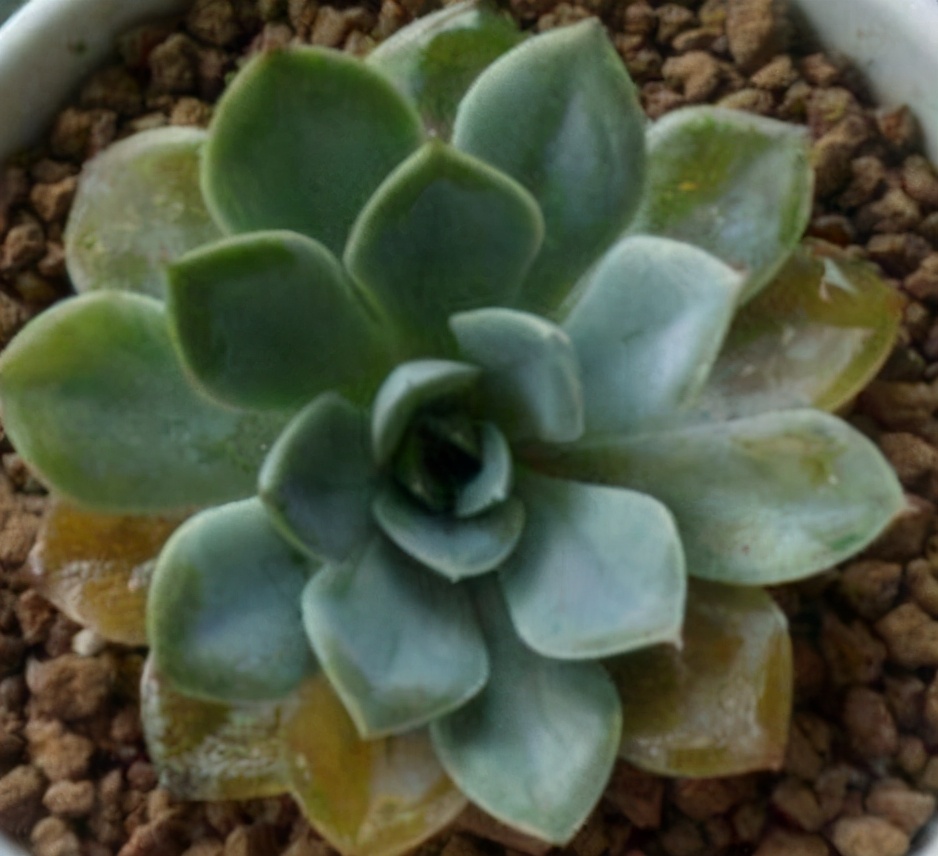 超全多肉术语42种多肉入门术语图文详解让你一文搞懂多肉术语