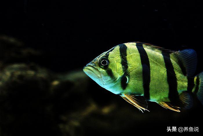 观赏鱼水质波动引起肠炎怎么办,观赏鱼肠炎下药能喂食吗