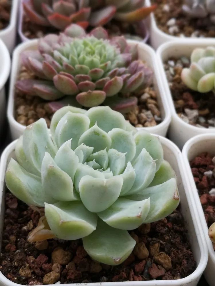 多肉一个月对比照,多肉30天前后对比图