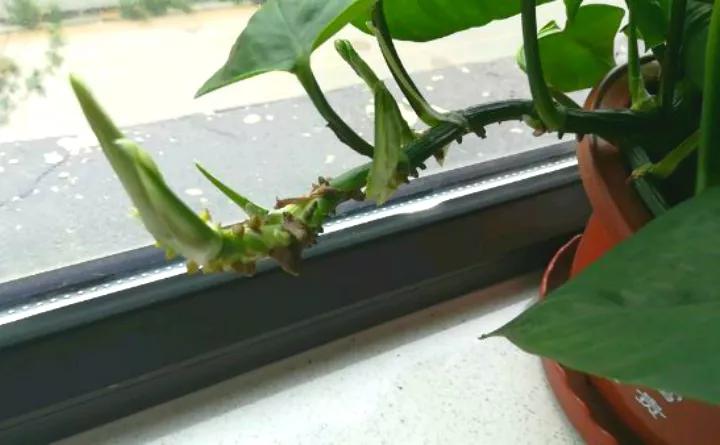 绿萝里面的小机关,绿萝有小机关怎么办