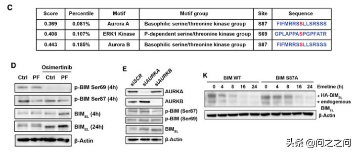 靶向AuroraB激酶增强BIM和PUMA介导的细胞凋亡克服EGFR*制剂抑**耐药