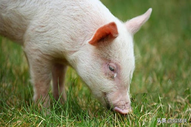 断奶仔猪眼睛红肿怎么办,断奶仔猪眼上有眼屎