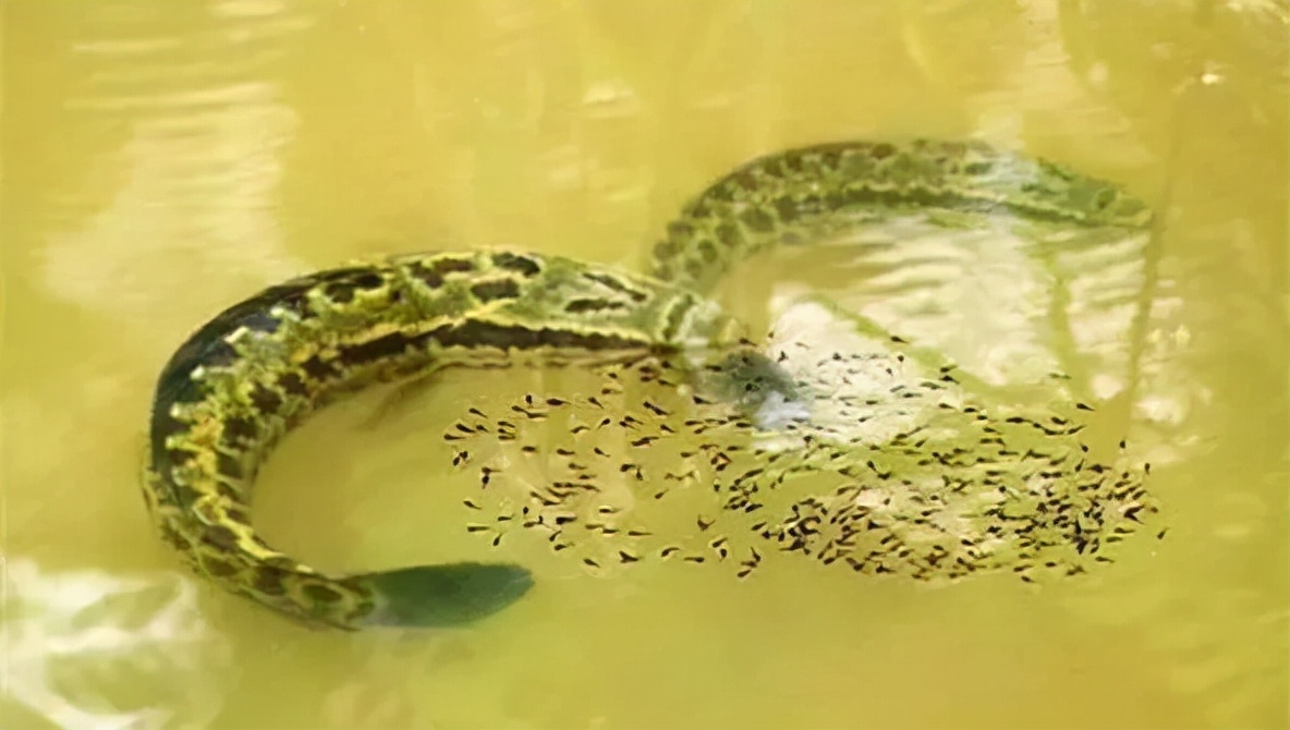 淡水鱼种类黑鱼图片,淡水鱼介绍系列之十七乌鳢