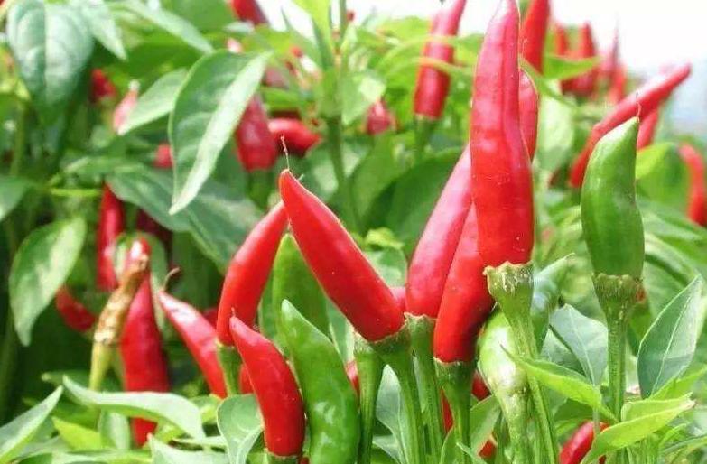 辣椒防根腐病,怎么防治辣椒根腐病