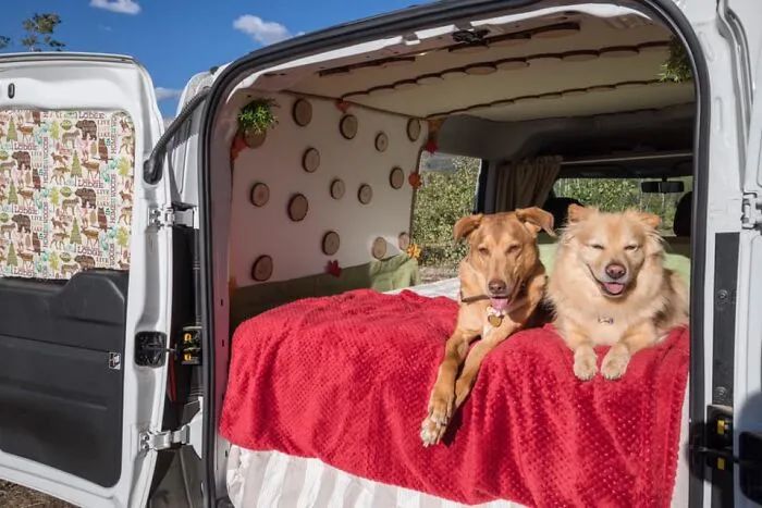 整天说爱狗，你究竟可以做到哪些呢？