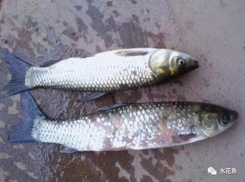 越冬综合症鱼病要多久能治好,鱼瘟病是怎么回事