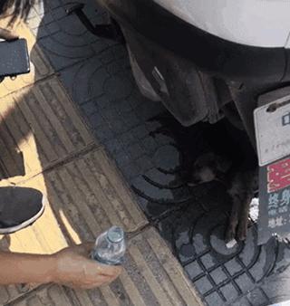 猫咪中暑大小便失禁怎么办,高温天气猫咪需要降温吗