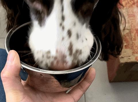 汪星人吃什么狗粮好,汪星人吃什么狗粮好一点