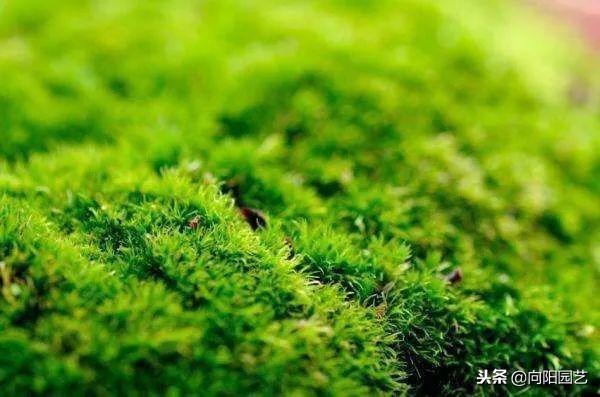 苔藓可以当兰花植料吗,苔藓能养花吗