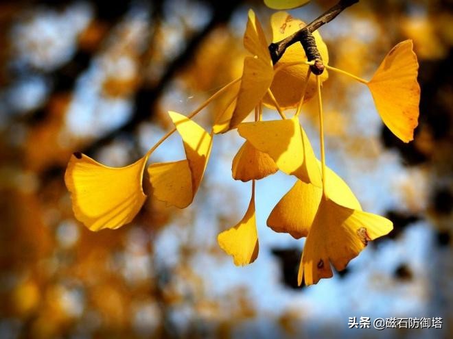 植物进化历程之藻类,藻类植物进化历程