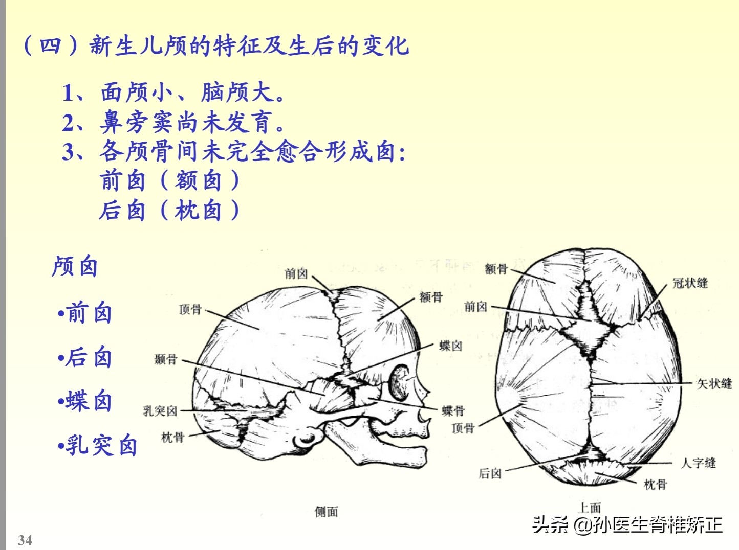 解剖学基础ppt完整版,人体系统解剖学ppt完整版